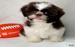 Shih Tzu dogs for sale: Weston - Image 1