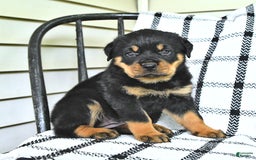 Rottweiler dogs for sale: Sparkle - Image 7