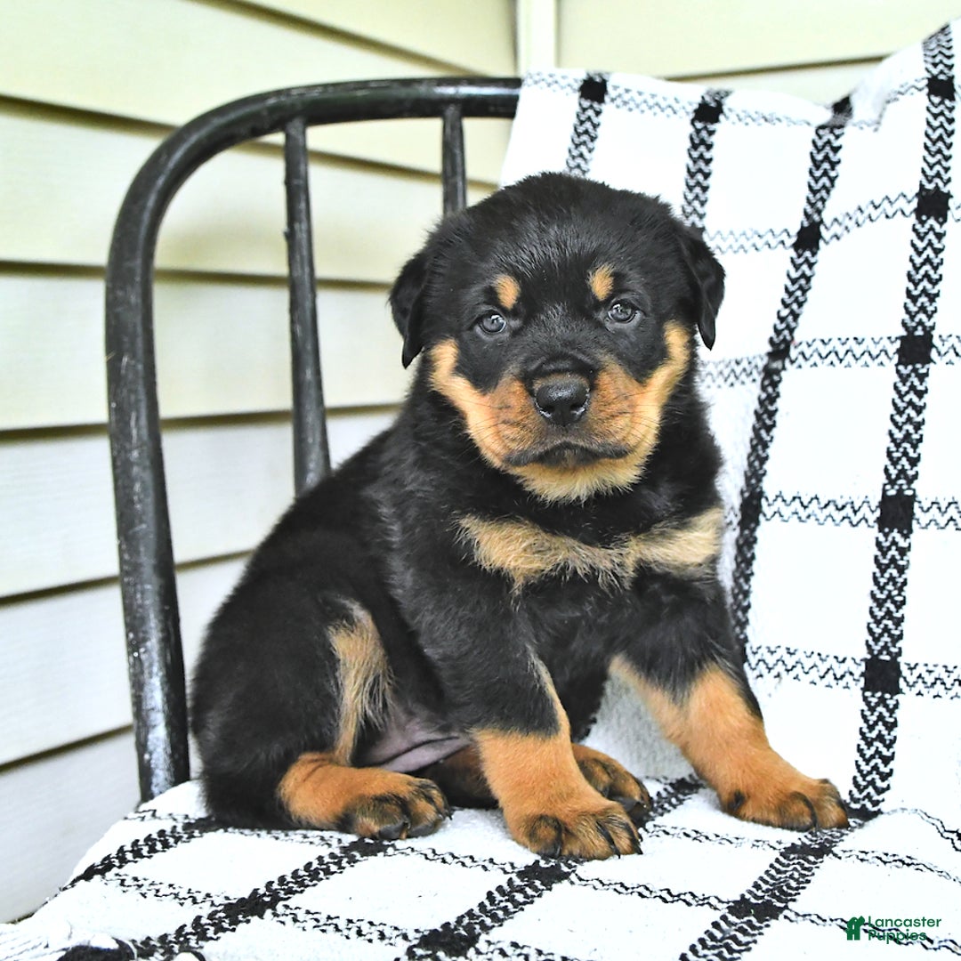 Rottweiler dogs for sale: Sparkle - Image 7