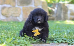 Newfoundland dogs for sale: Bear - Image 5