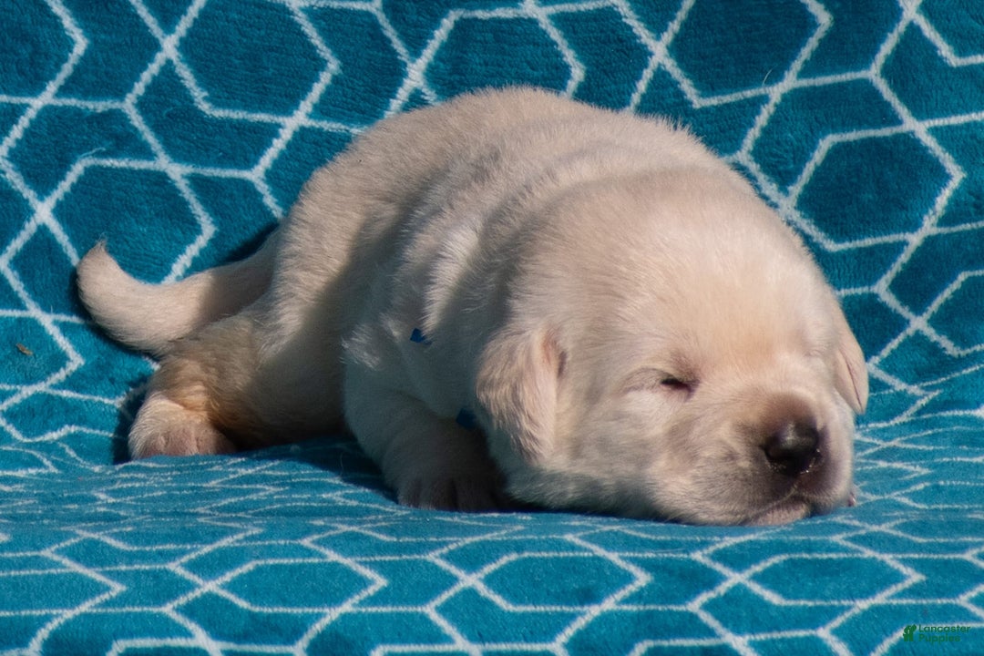 Labrador Retriever dogs for sale: Maddox - Image 3