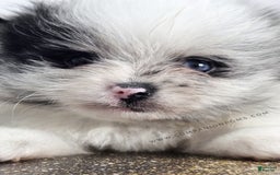 Pomeranian dogs for sale: Blue Eye - Blue Merle - Extreme Parti - Image 4