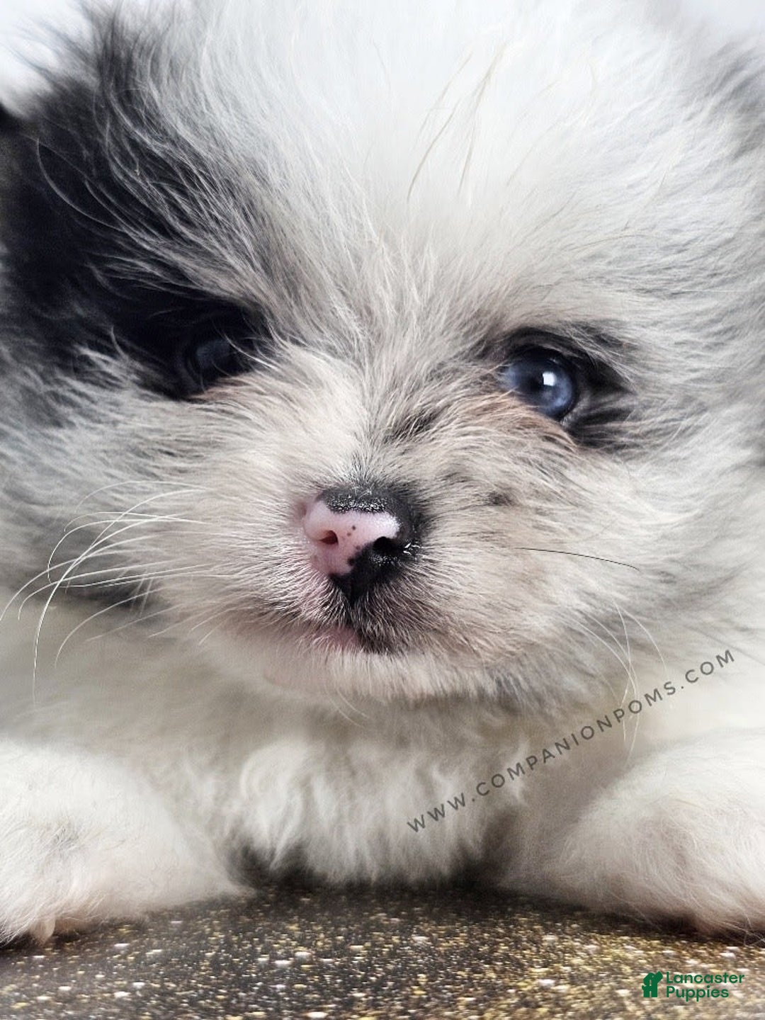 Pomeranian dogs for sale: Blue Eye - Blue Merle - Extreme Parti - Image 4