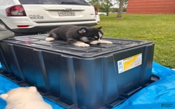 Siberian Husky dogs for sale: Six - Image 1