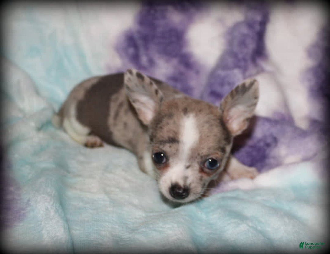 Chihuahua dogs for sale: Chari - Image 2