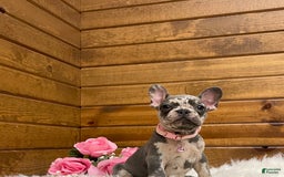 French Bulldog dogs for sale: Olive - Image 5