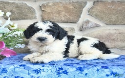 Goldendoodle dogs for sale: Samson - Image 3