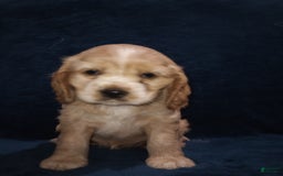 Cocker Spaniel dogs for sale: Tinka - Image 17