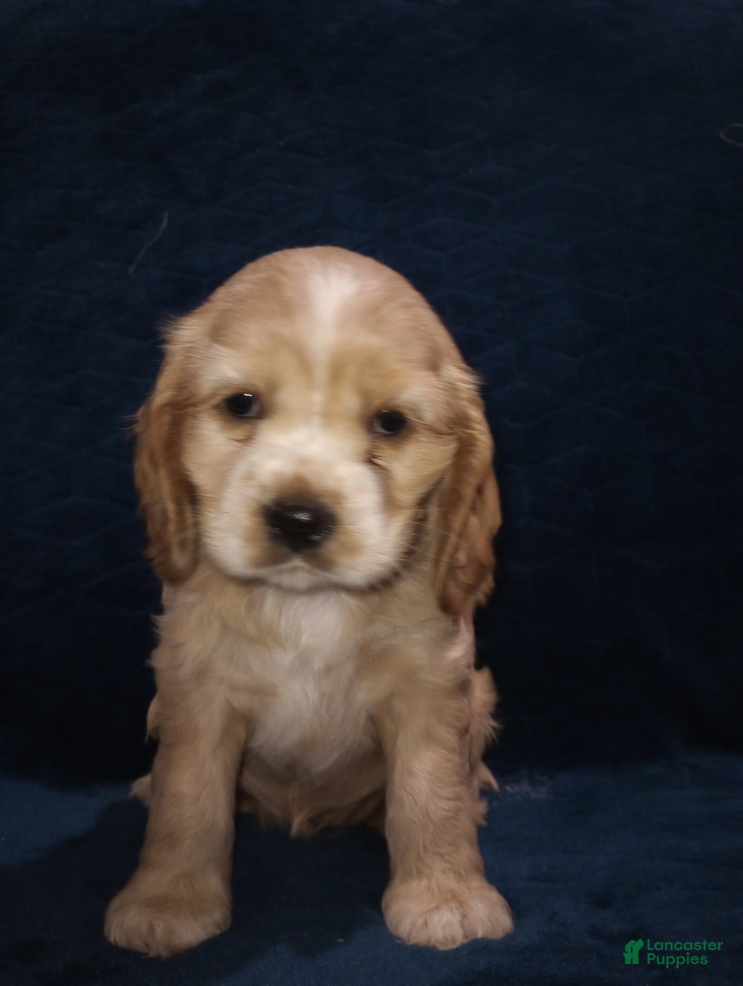Cocker Spaniel dogs for sale: Tinka - Image 17