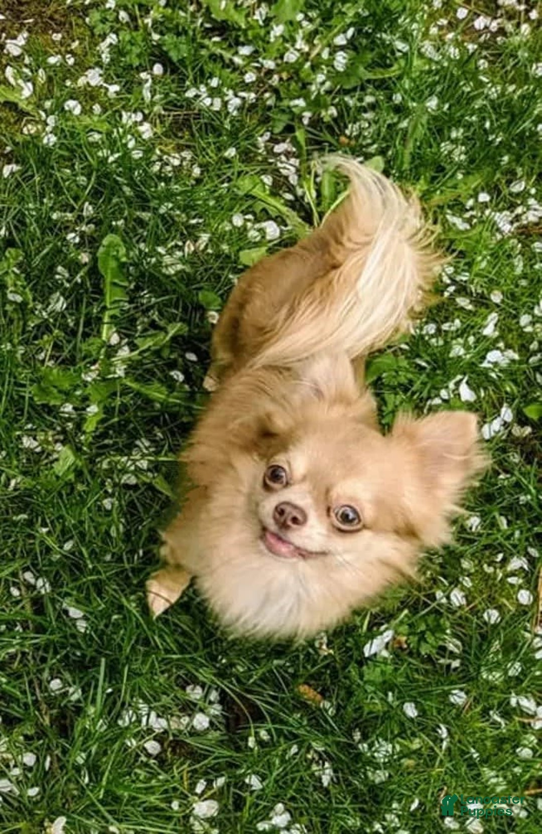 Chihuahua dogs for sale: Lilac Merle - Image 5