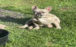French Bulldog dogs for sale: Flurry - Image 6