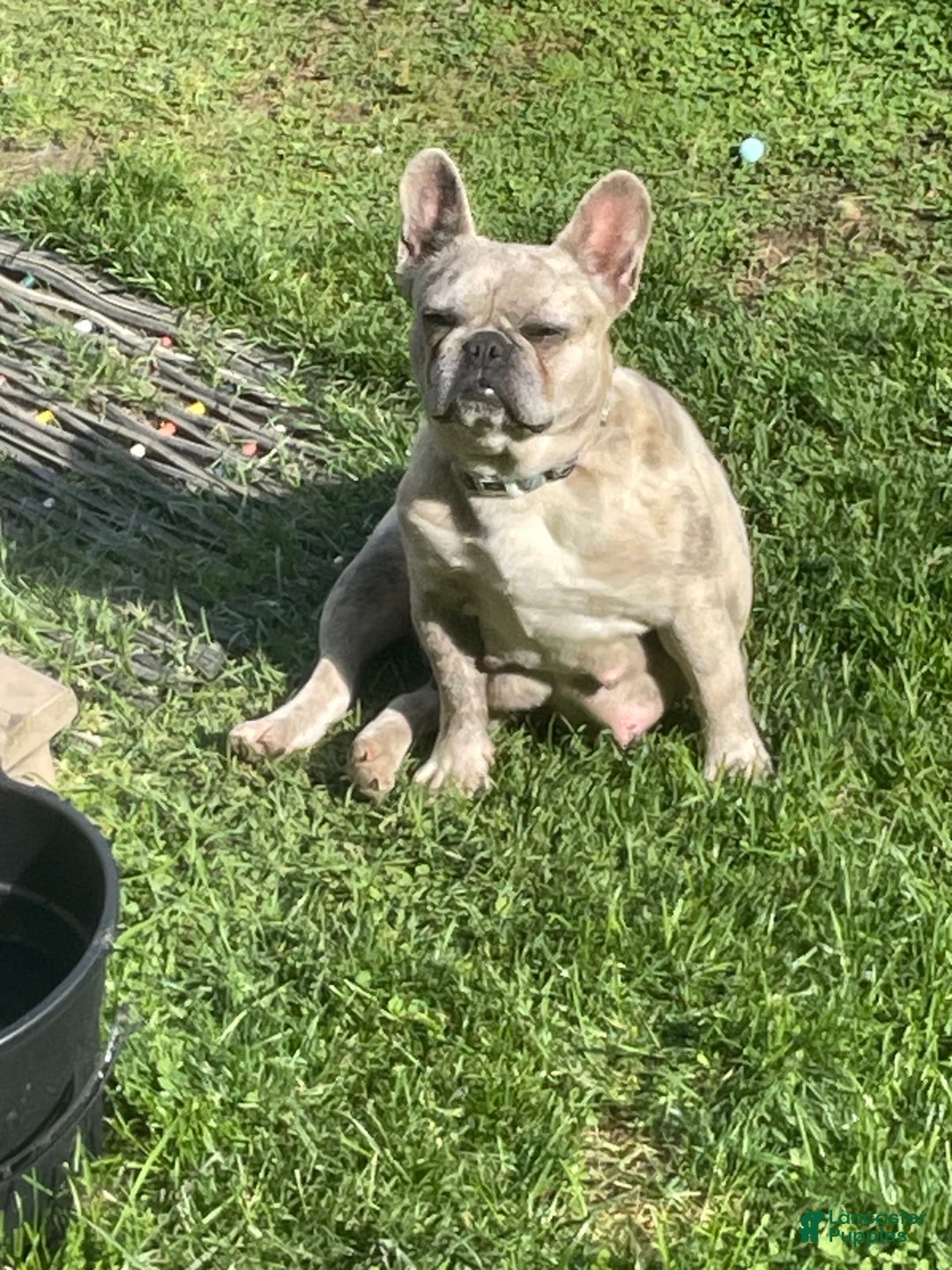 French Bulldog dogs for sale: Flurry - Image 6