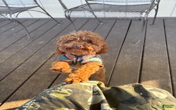 Toy Poodle dogs for sale: 🌷 Ruby - Image 11