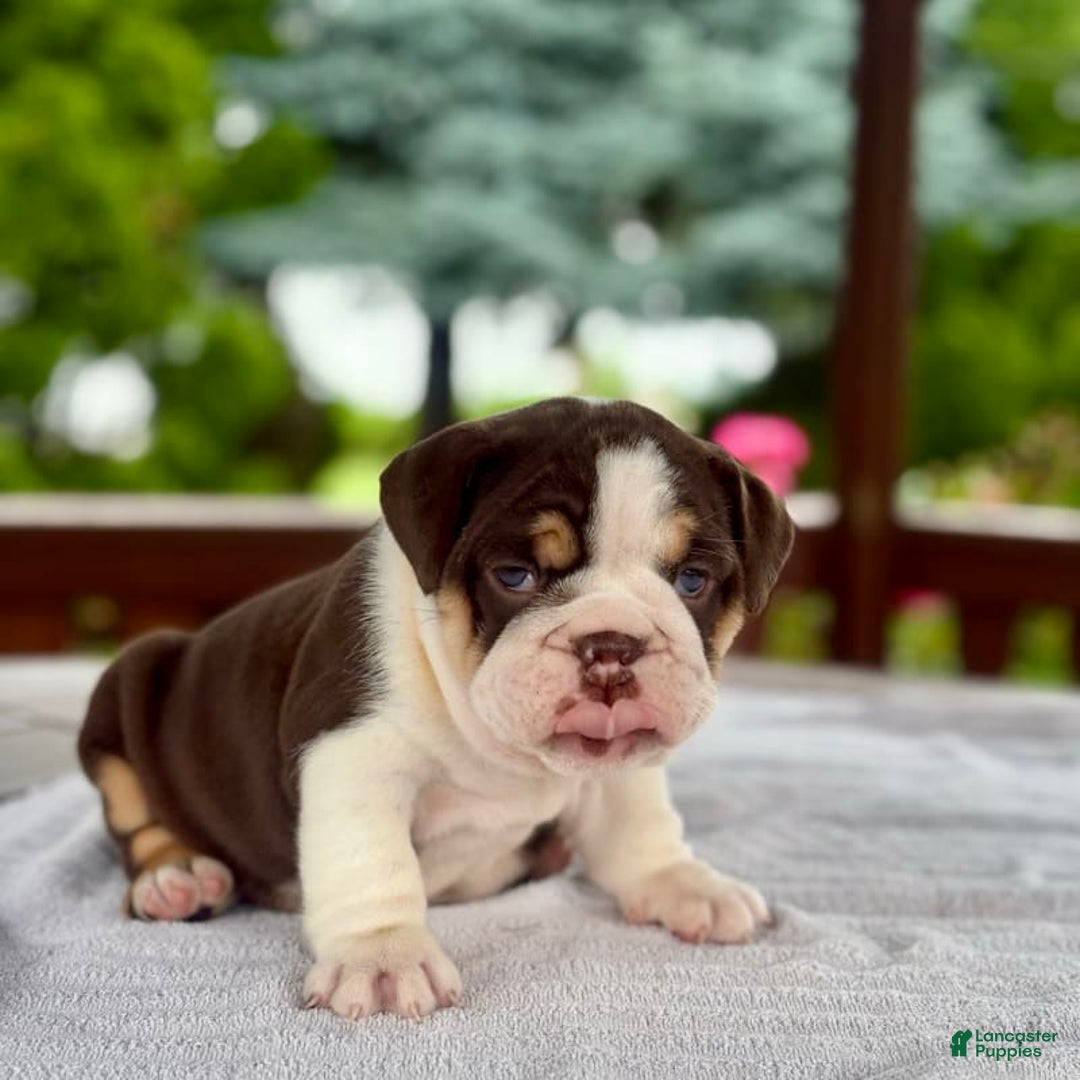 English Bulldog dogs for sale: Camille - Image 10