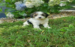 Cavapoo dogs for sale: Darlie - Image 1