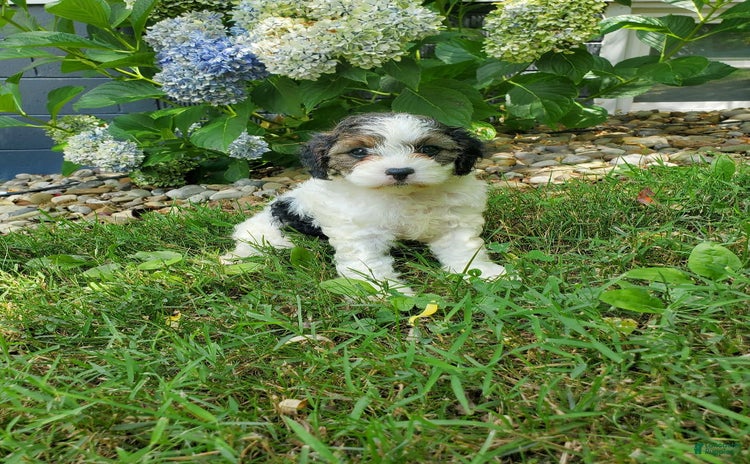 Cavapoo dogs for sale - Ad 3