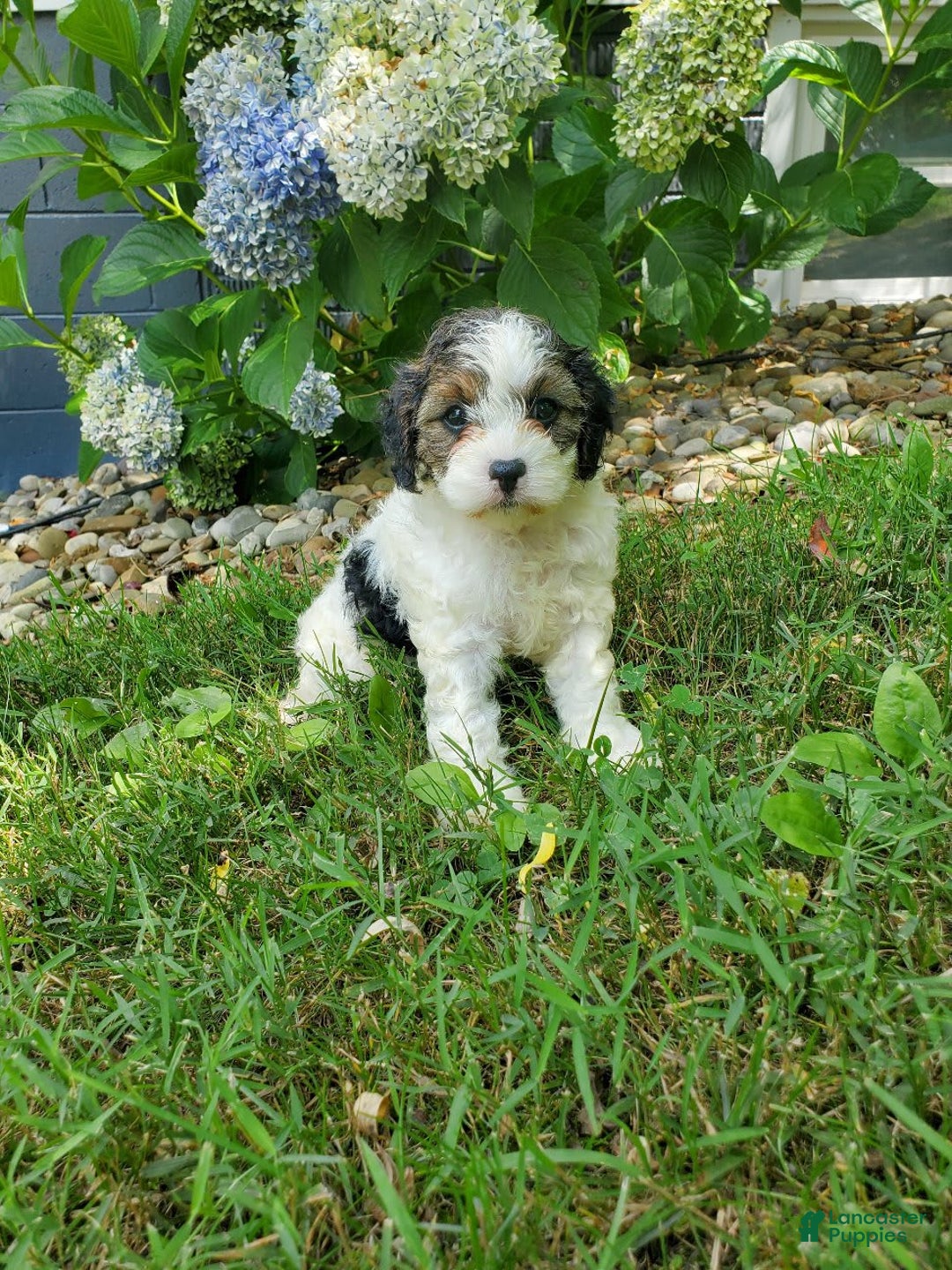 Cavapoo dogs for sale: Darlie - Image 1