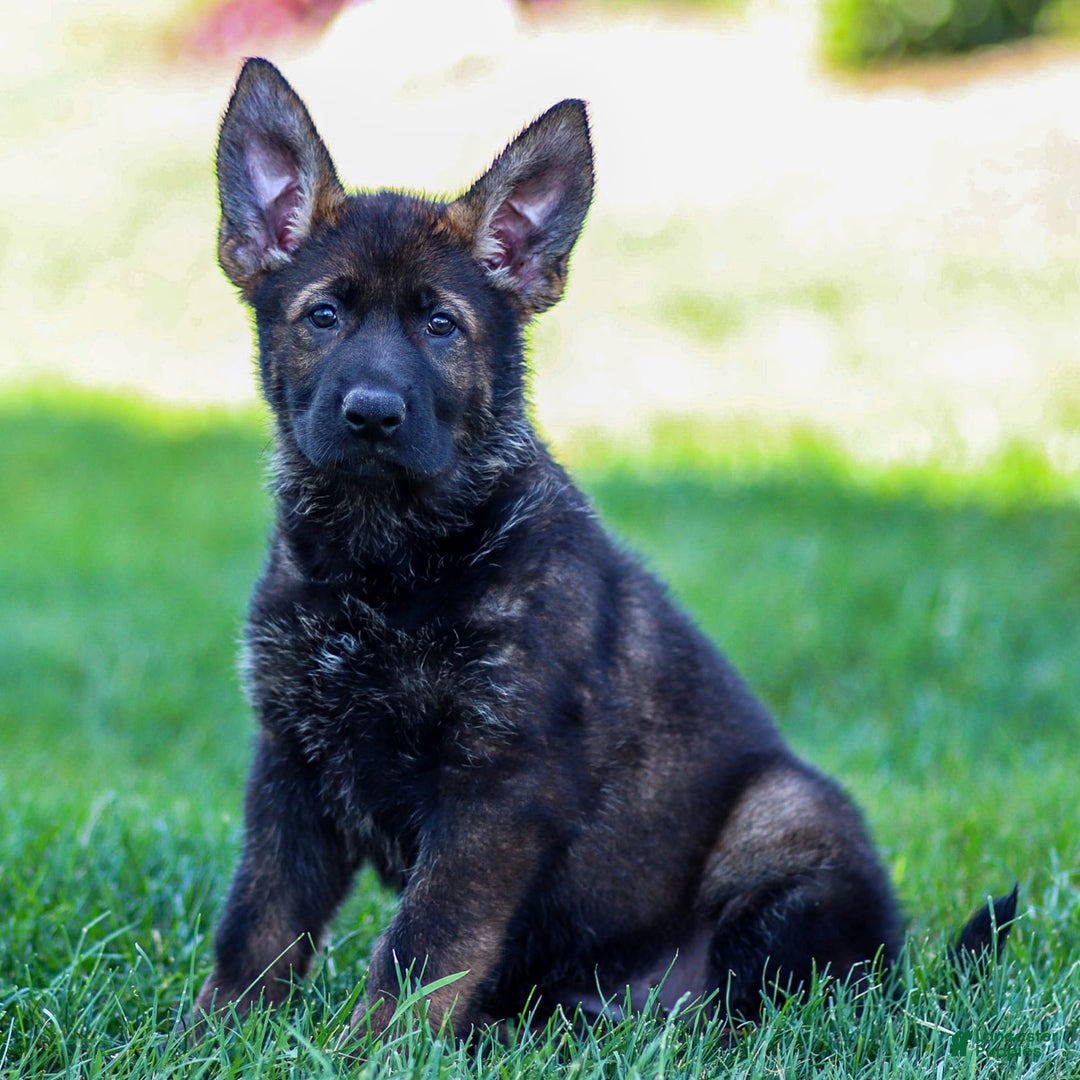 German Shepherd dogs for sale: Greta - Image 11
