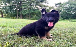 German Shepherd dogs for sale: Londyn - Image 6