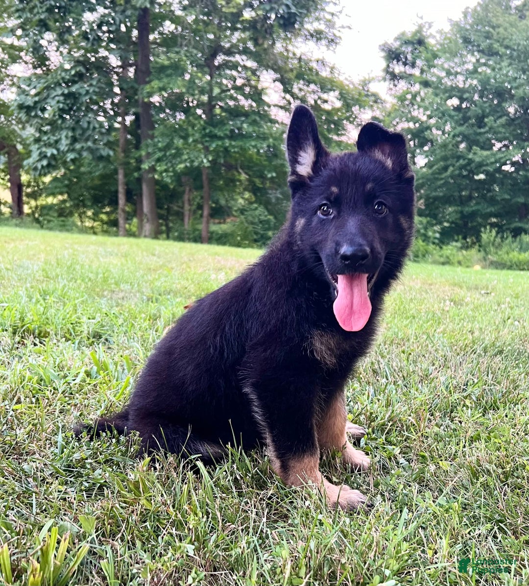 German Shepherd dogs for sale: Londyn - Image 6