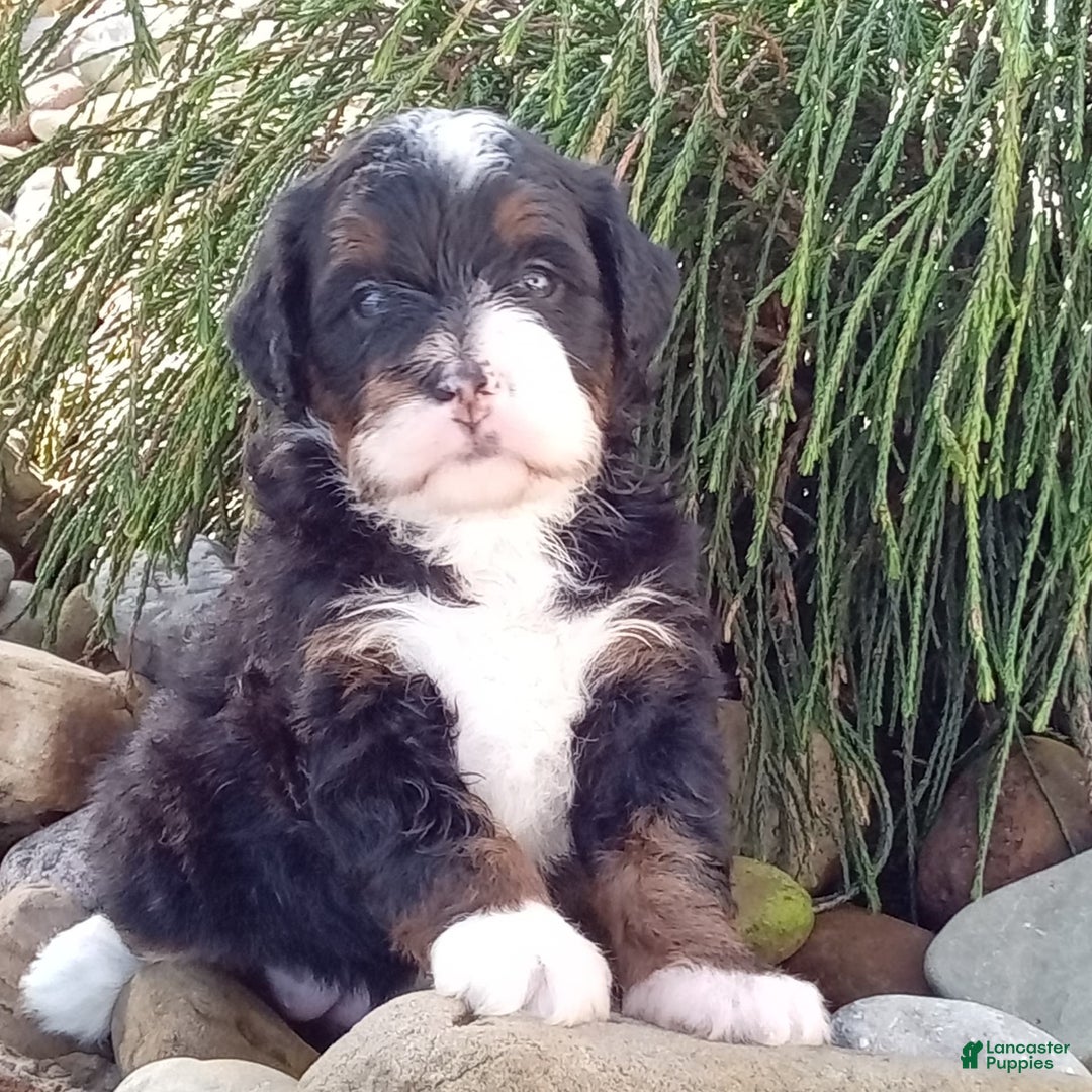 Mini Bernedoodle dogs for sale: Oakley - Image 14