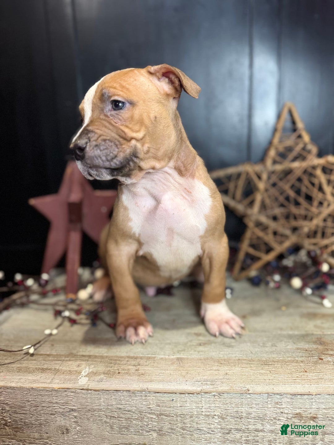 American Bully dogs for sale: Shadow - Image 16