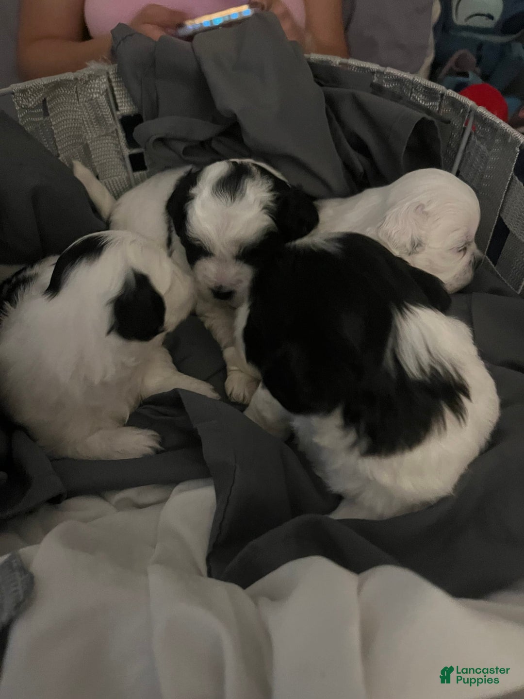 Shihpoo dogs for sale: Melon - Image 5