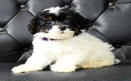 Miniature Poodle dogs for sale: Maverick - Image 8