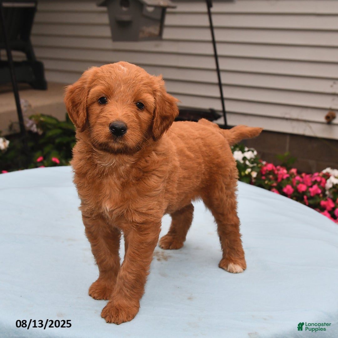 Goldador dogs for sale: Honey - Image 2
