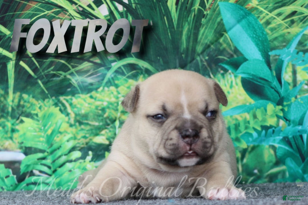 American Bully dogs for sale: Foxtrot - Image 8