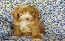 Mini Goldendoodle dogs for sale: Roscoe - Image 4