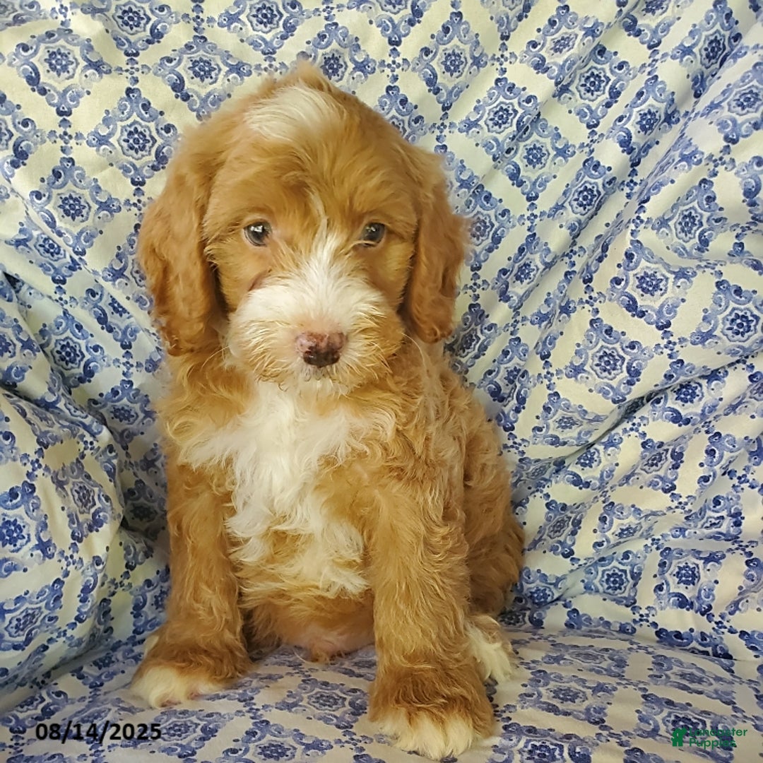 Mini Goldendoodle dogs for sale: Roscoe - Image 4