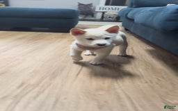 Shiba Inu dogs for sale: Luna - Image 4
