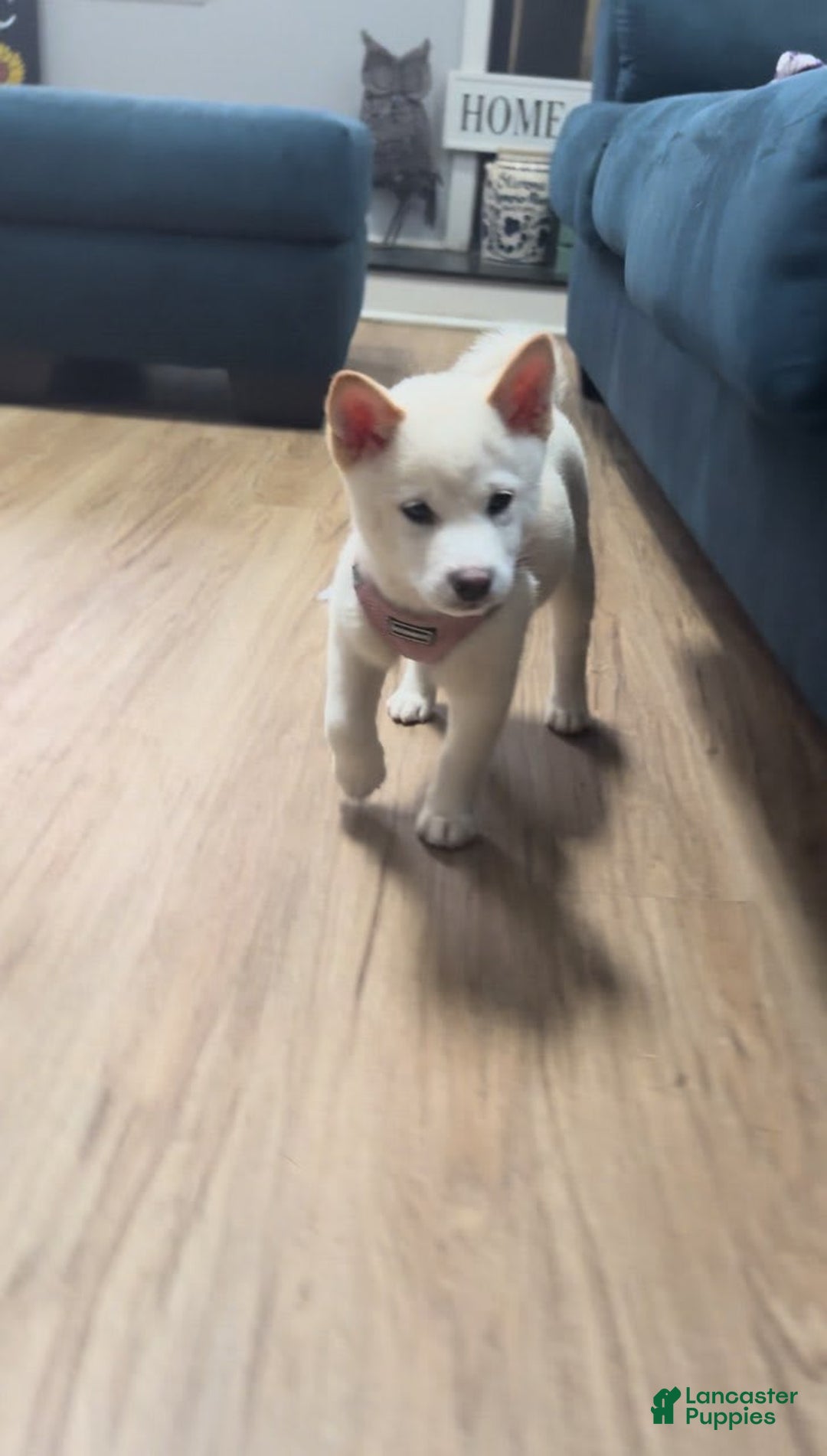 Shiba Inu dogs for sale: Luna - Image 4
