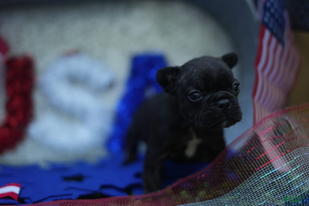 French Bulldog dogs for sale: Maple - Image 4