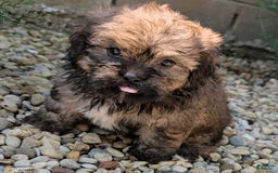 Lhasa Apso dogs for sale: Grizzly - Image 7
