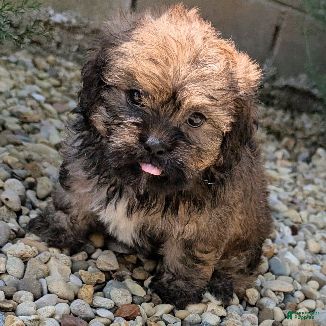 Lhasa Apso dogs for sale: Grizzly - Image 7