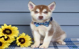 Siberian Husky dogs for sale: Cleo - Image 3