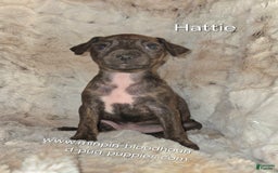 Miniature Pinscher dogs for sale: Hattie - Image 4