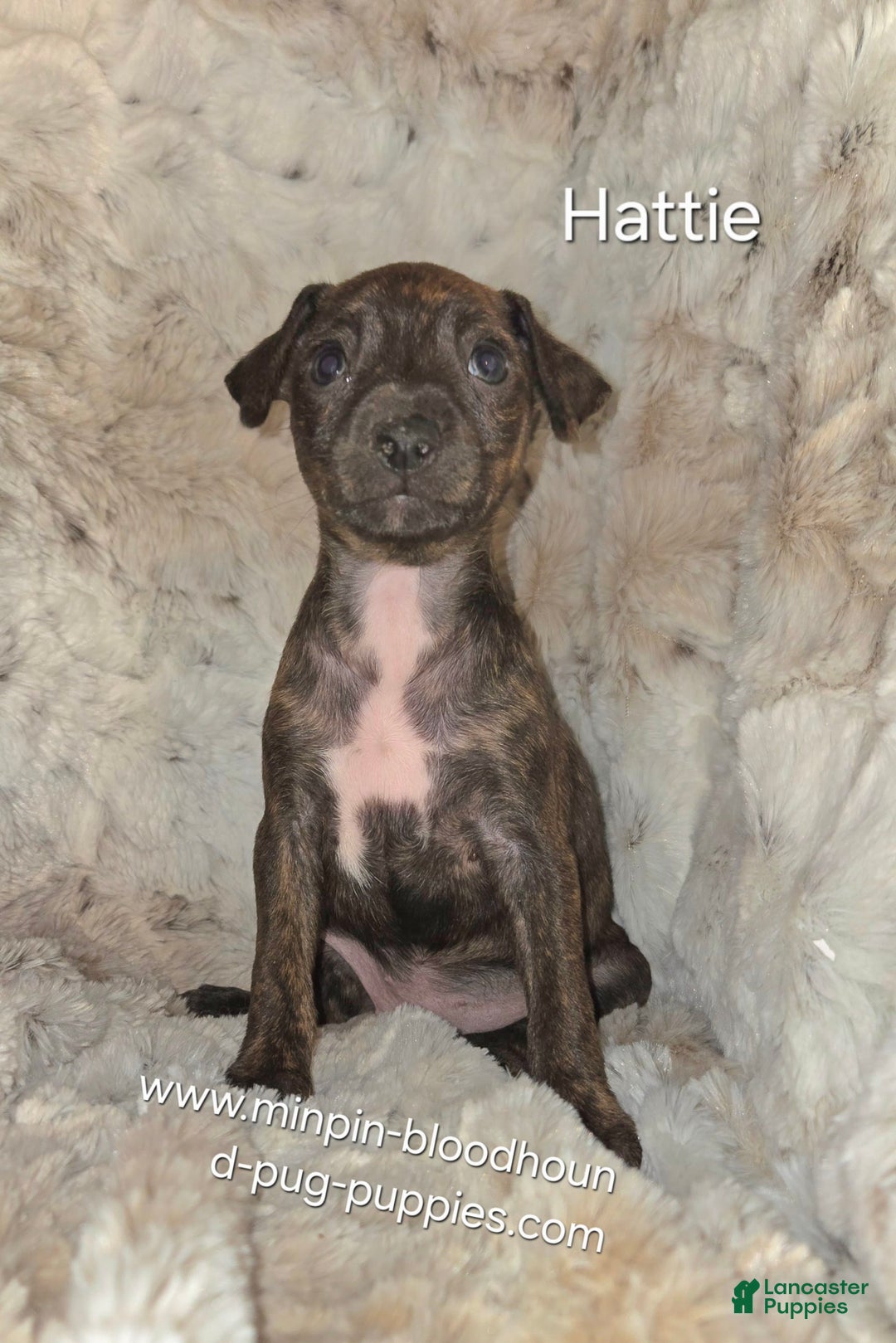 Miniature Pinscher dogs for sale: Hattie - Image 4