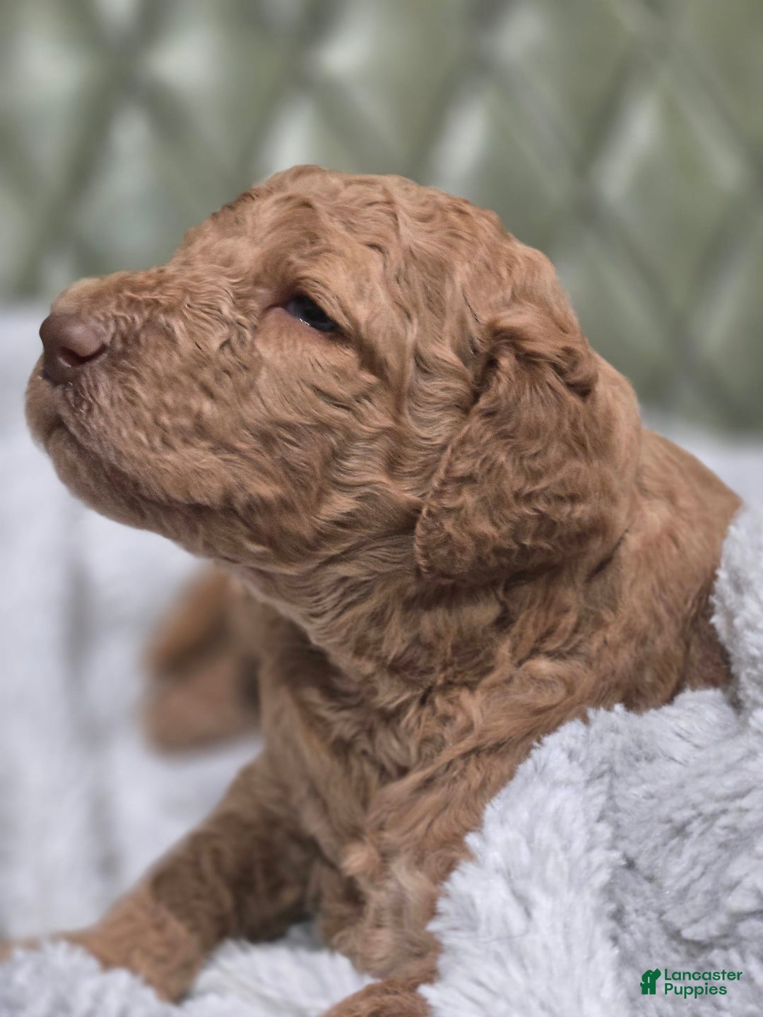 Standard Poodle dogs for sale: Palomino - Image 1