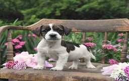 Jack Russell Terrier dogs for sale: Ben - Image 3