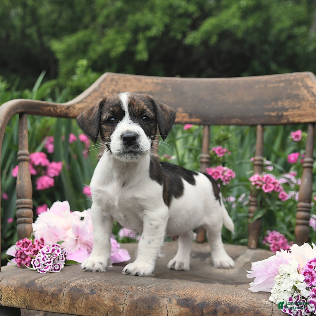 Jack Russell Terrier dogs for sale: Ben - Image 3