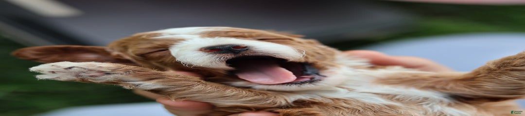 Dewey