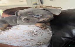 French Bulldog dogs for sale: Becky - Image 3