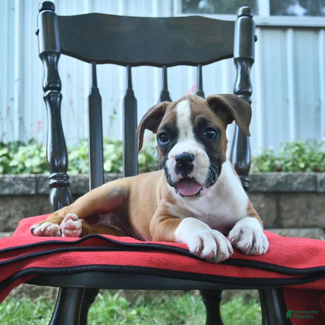 Boxer dogs for sale: Faithful - Image 9