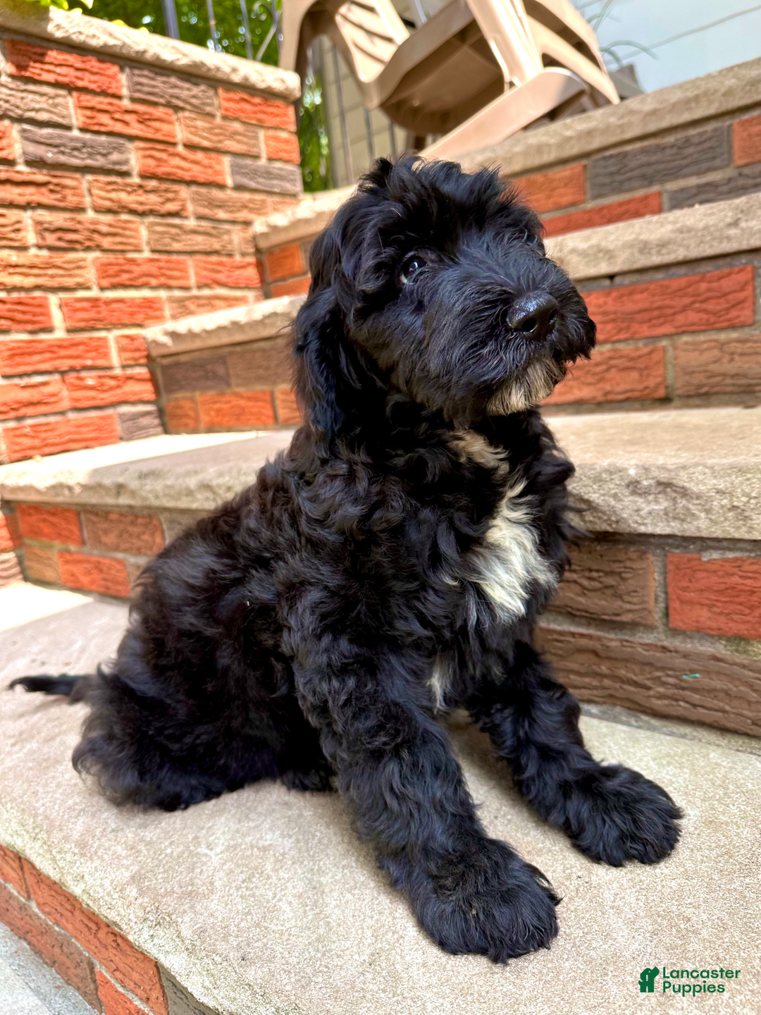 Goldendoodle dogs for sale: Bella - Image 2