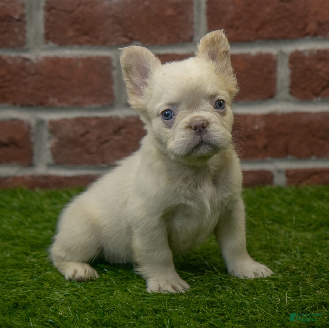 French Bulldog dogs for sale: Abby - Image 2