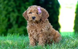 Goldendoodle dogs for sale: Sugar - Image 5