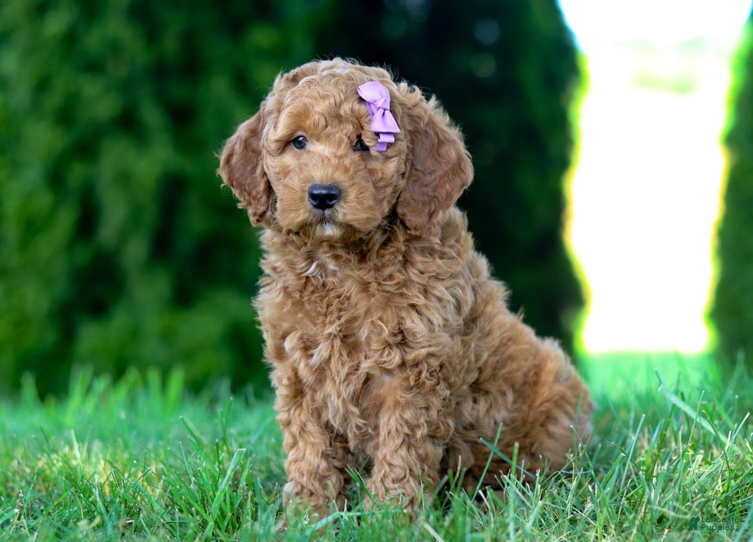 Goldendoodle dogs for sale: Sugar - Image 5